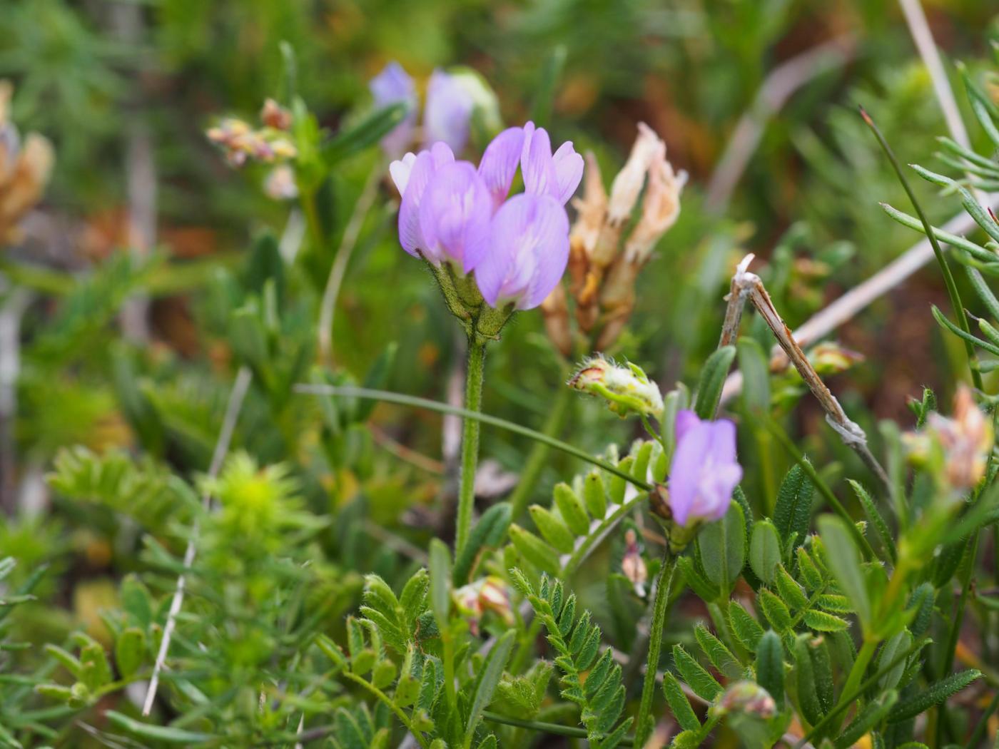 Milk-vetch, (Danish) plant